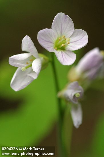 Cardamine californica var. integrifolia