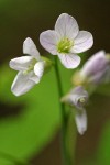 Milkmaids blossoms detail