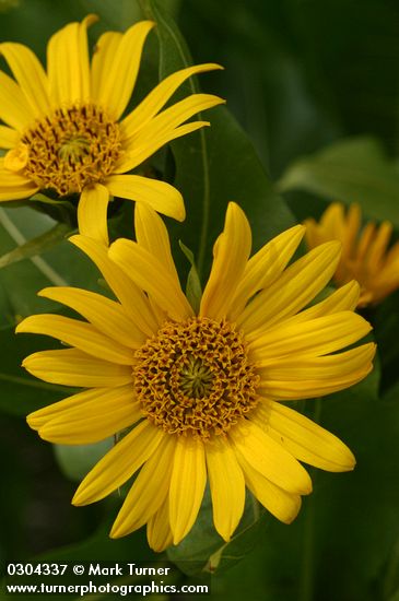 Wyethia amplexicaulis