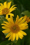 Mule's Ears blossoms detail