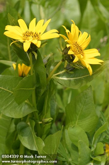 Wyethia amplexicaulis