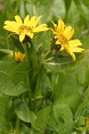 Mule's Ears