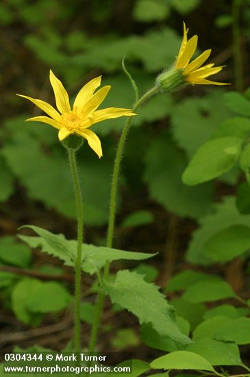 Arnica cordifolia