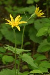 Heart-leaf Arnica