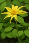 Heart-leaf Arnica blossom detail