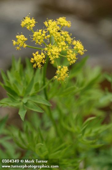 Lomatium brandegeei