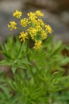 Brandegee's Desert Parsley