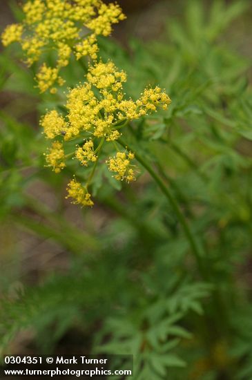 Lomatium brandegeei