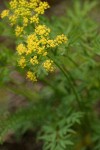 Brandegee's Desert Parsley