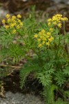 Brandegee's Desert Parsley