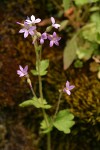 Violet Suksdorfia