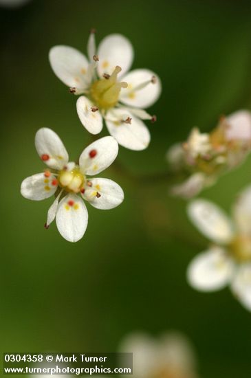 Saxifraga idahoensis (S. occidentalis var. idahoensis)