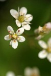 Idaho Saxifrage blossoms detail