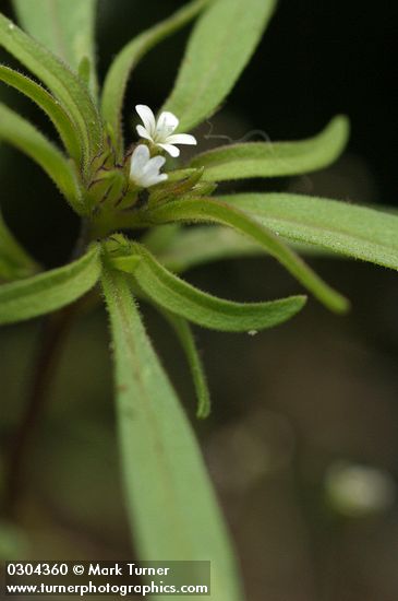 Collomia linearis