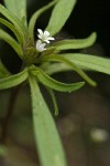 Narrow-leaved Collomia