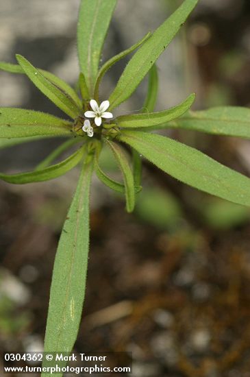 Collomia linearis