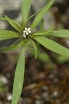 Narrow-leaved Collomia