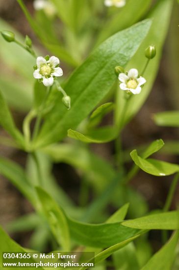 Moehringia macrophylla