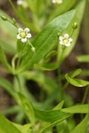 Big-leaved Sandwort