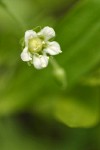 Big-leaved Sandwort blossom detail