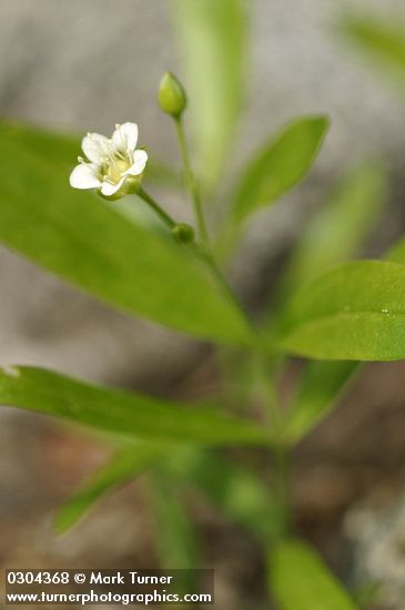 Moehringia macrophylla