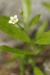 Big-leaved Sandwort blossom & foliage