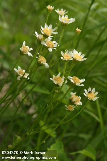 Senecio integerrimus var. ochroleucus