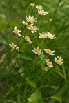 Tower Butterweed