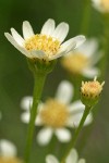 Tower Butterweed blossom detail