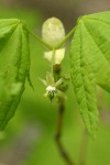 Vine Maple blossom & foliage detail