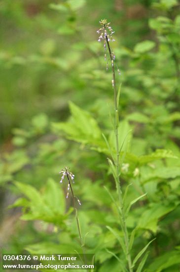 Arabis holboellii var. retrofracta