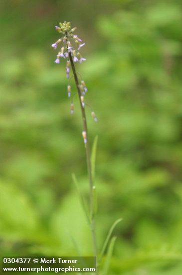 Arabis holboellii var. retrofracta