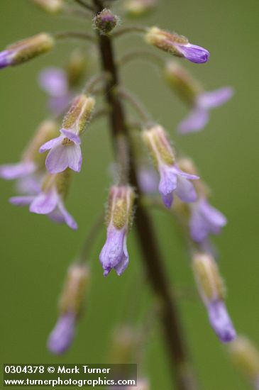 Arabis holboellii var. retrofracta