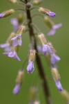 Second Rockcress blossoms detail