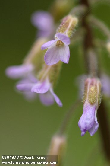 Arabis holboellii var. retrofracta