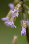 Second Rockcress blossoms extreme detail