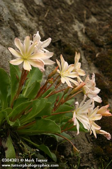 Cistanthe tweedyi (Lewisia tweedyi)