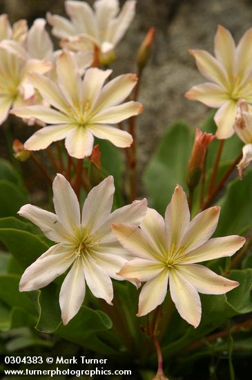 Cistanthe tweedyi (Lewisia tweedyi)