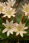 Tweedy's Lewisia blossoms