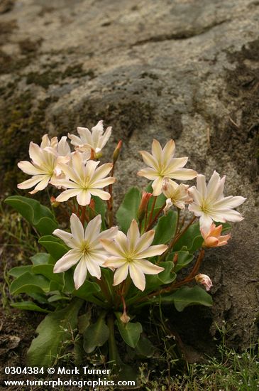 Cistanthe tweedyi (Lewisia tweedyi)