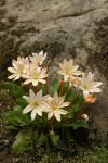 Tweedy's Lewisia