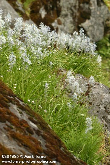 Camassia quamash