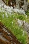 Common Camas on granite cliffs