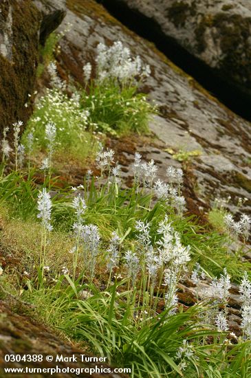 Camassia quamash