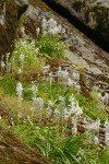 Common Camas on granite cliffs