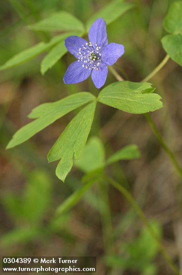 Anemone oregana