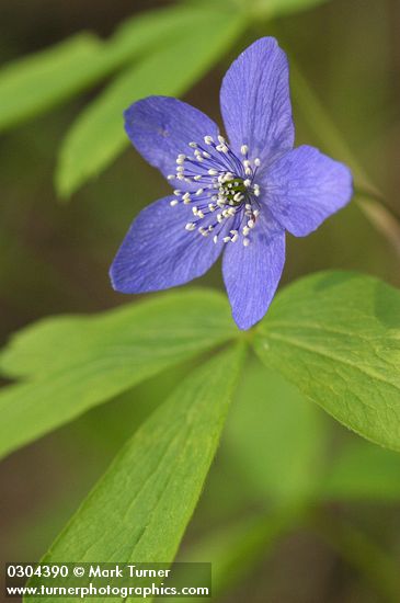 Anemone oregana