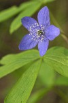 Oregon Anemone (blue form) blossom & foliage detail