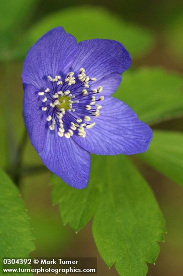 Anemone oregana