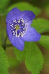 Oregon Anemone (blue form) blossom detail